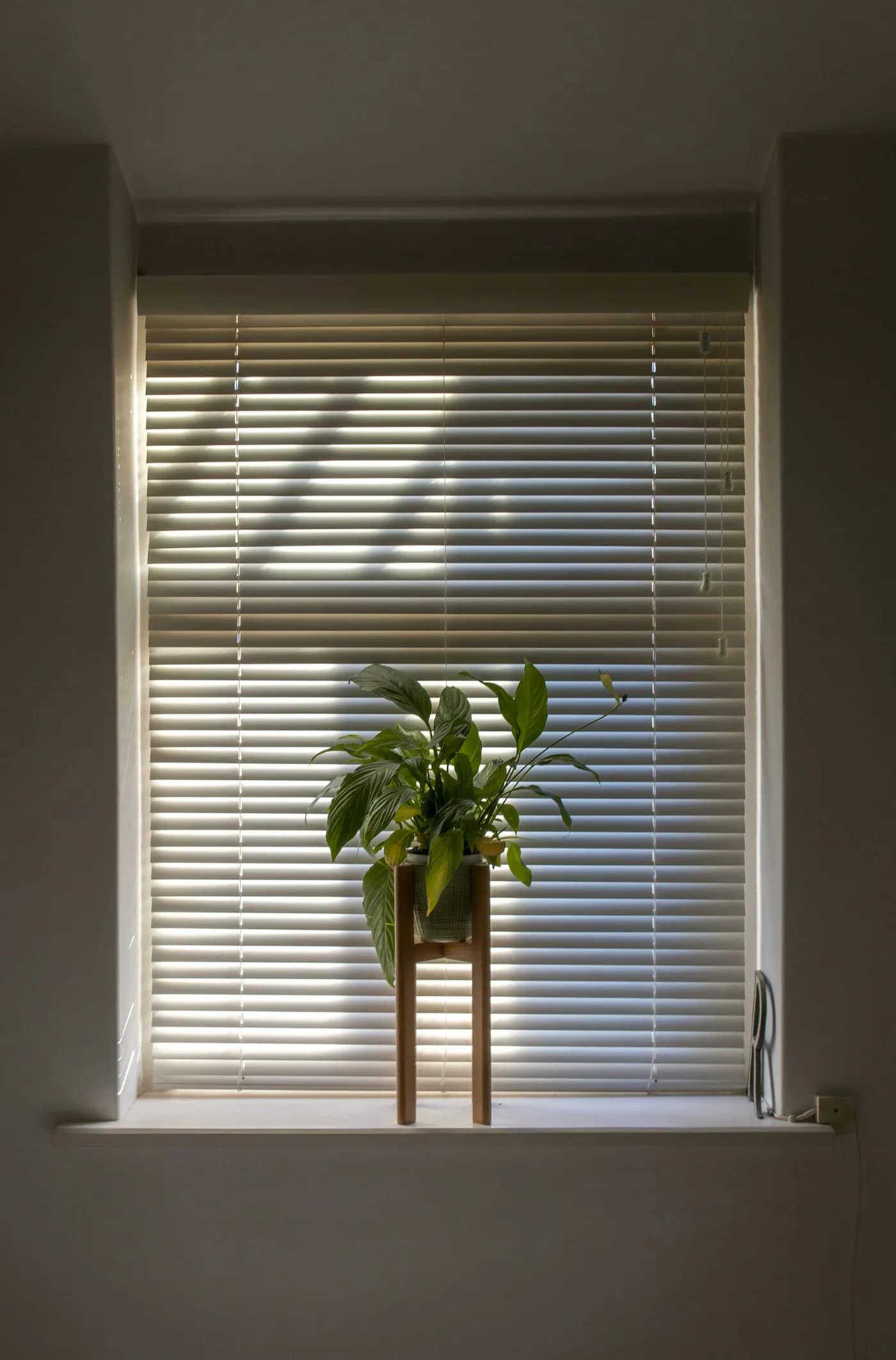 Venetian blind abjad fuq tieqa bi pjanta fuq l-għatba